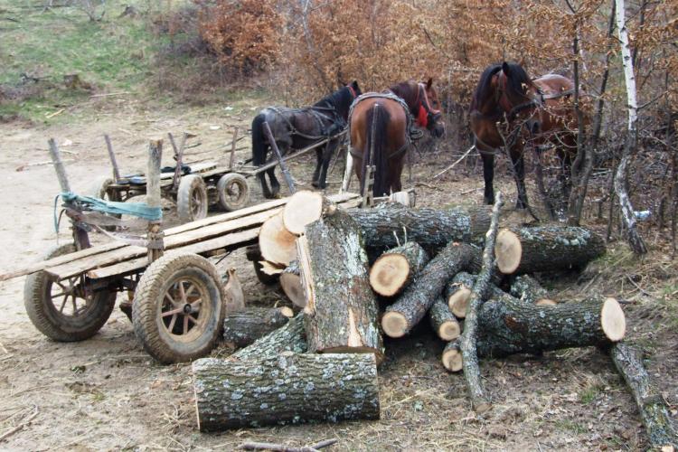 Cât de mult se defrișează ilegal la Cluj? Polițiștii au confiscat lemne de peste 150.000 lei în doar o luna