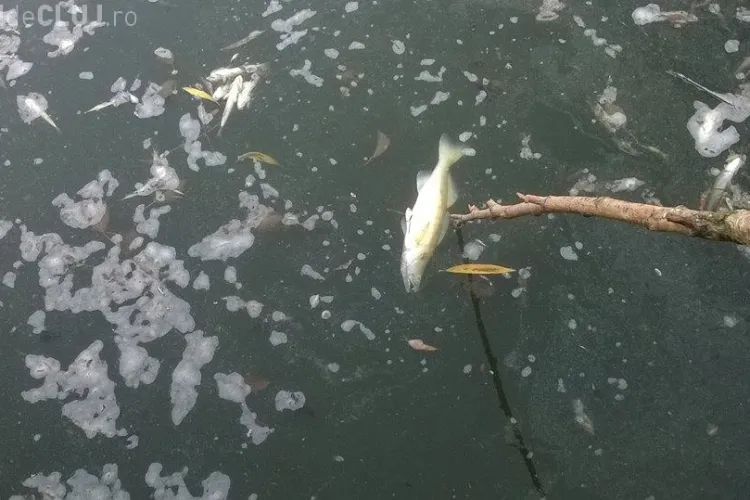 Sute de pești morți pe lacul din Gheorgheni - FOTO