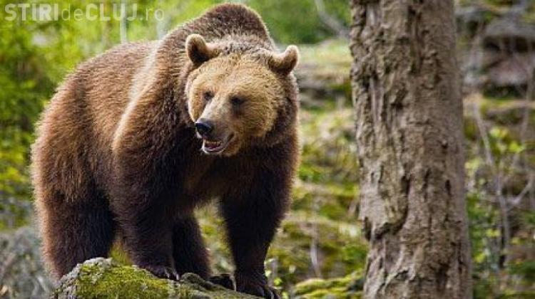 Cluj Un Urs Agresiv Trebuie Impușcat Mutarea Lui In Parcul