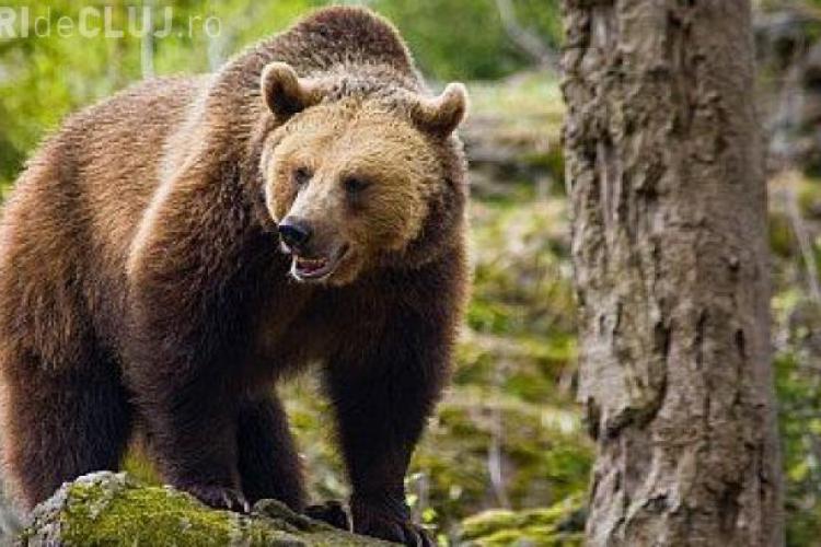 Cluj: Un urs agresiv trebuie împușcat. Mutarea lui în Parcul Naţional Apuseni a eșuat