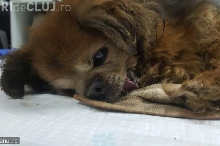 Oameni FĂRĂ SUFLET la Dej! Și-au rupt în bătaie câinele apoi l-au lăsat să moară pe marginea străzii VIDEO