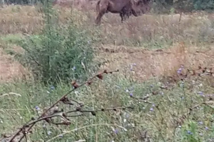 O cămilă a fost fotografiată în Mărăști. Animalul păștea lângă blocuri - FOTO