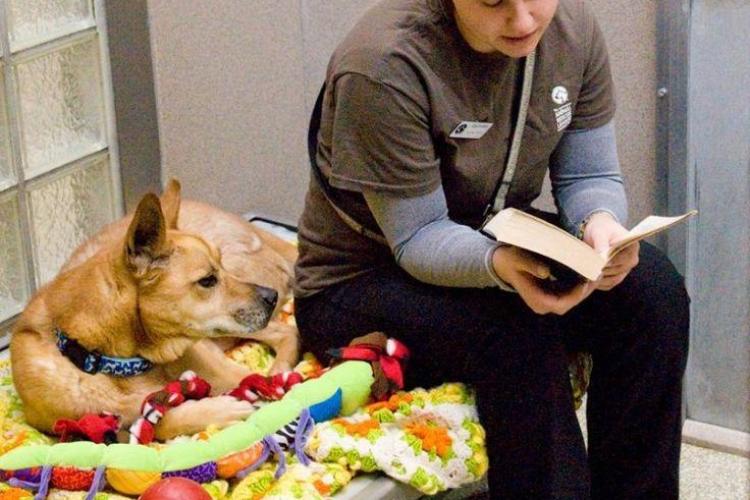 Povestea IMPRESIONANTĂ a unui câine care nu a vrut să fie adoptat   