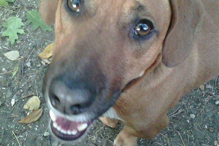 Caz șocant în parcul de câini de la Mercur, din Gheorgheni