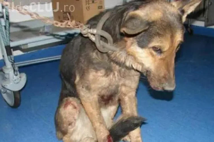 Închisoare de la 2 la 7 ani pentru cei care maltratează animalele