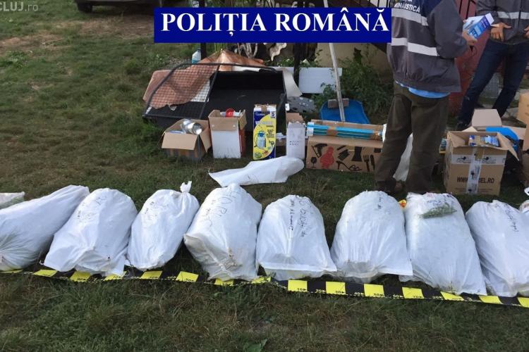 Captură URIAȘĂ de marijuana la Cluj! Polițiștii au găsit aproape 600 de plante și peste 100 de kg de canabis mărunțit FOTO