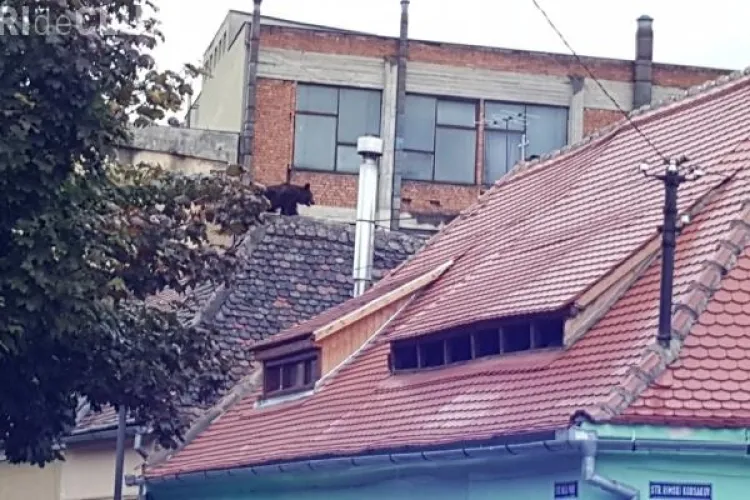Un urs a terorizat Sibiul! S-a urcat pe acoperișul unei case și a fost împușcat - VIDEO
