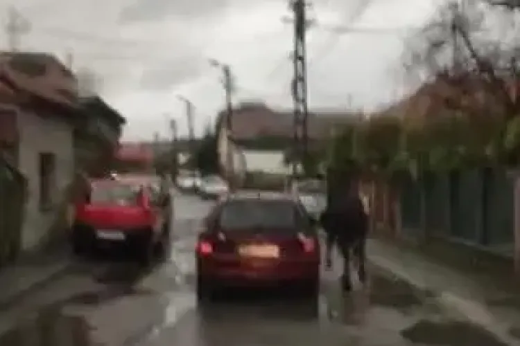 Imagini INCREDIBILE din Gherla: Atât suntem de necivilizați! - VIDEO