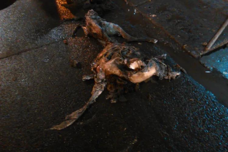 Florești - O oaie moartă înfunda canalizarea de pe strada Avram Iancu - FOTO