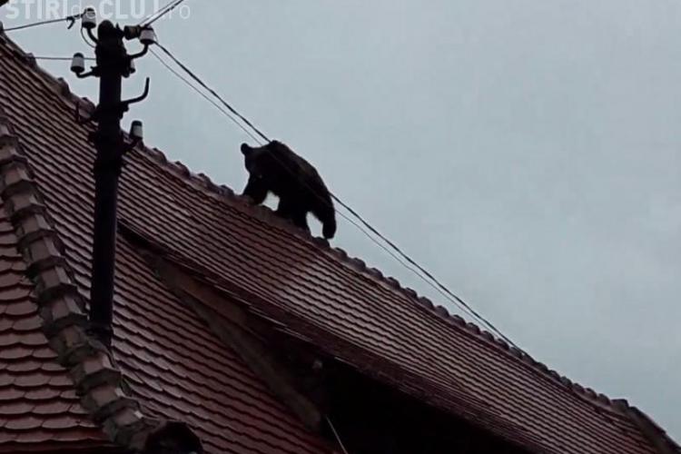 Şeful Poliţiei Sibiu a ordonat poliţiştilor să calce ursul cu maşina