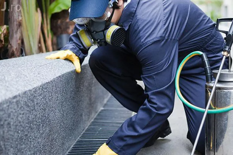 Cluj-Napoca: Acțiune de deratizare pe domeniul public