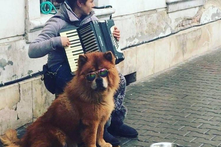 Cerșea în centrul Clujului și brutaliza un biet câine. O clujeancă a luat atitudine