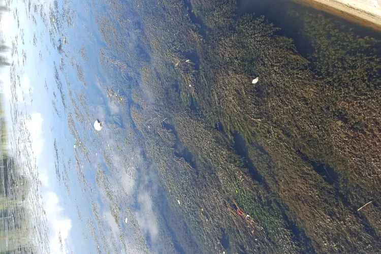 Peste 80 de tone de vegetație acvatică curățată cu utilajul amfibiu la Cluj