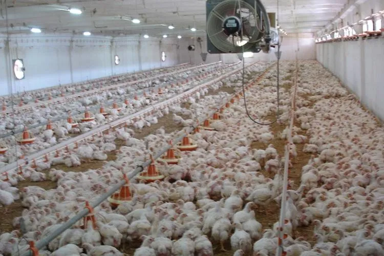 Consiliul Judeţean Cluj cere ca ferma de pui din Florești să nu primească autorizație de mediu