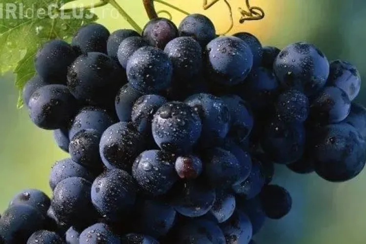 DIETĂ: Cum slăbești cu STRUGURI NEGRI   