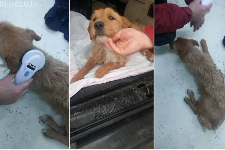 Angajat al Primăriei Dej, cercetat de polițiști pentru abandonul unui câine. Nu este la prima abatere privind violența asupra animalelor