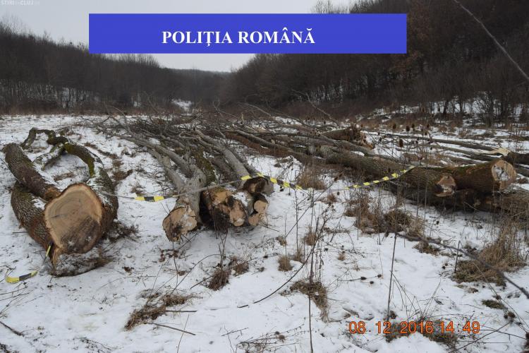 Clujean cercetat pentru tăieri ilegale de arbori