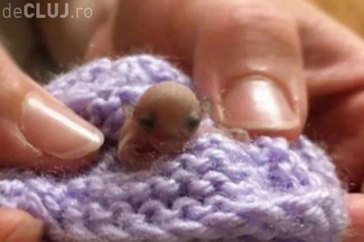 Au găsit în pădure o creatură minusculă, iar când a crescut au rămas surprinși