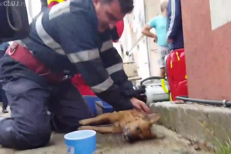 VIDEO: Câine resuscitat de un pompier din Pitești! Imagini emoționante
