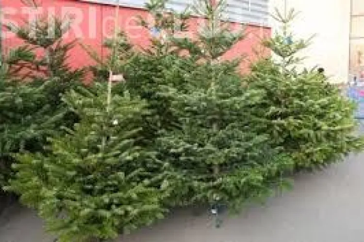 Cluj-Napoca: Poliția locală a confiscat 28 de brazi comercializați ilegal