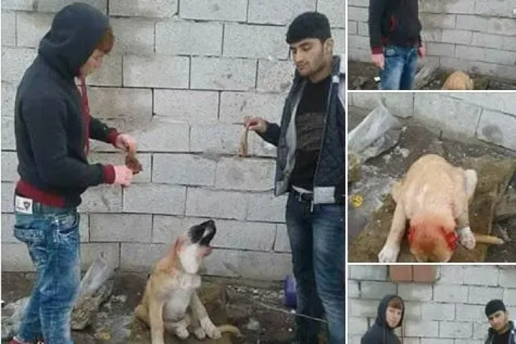 Cine sunt acești CRIMINALI? Haideți să îi dăm pe mâna poliției - FOTO