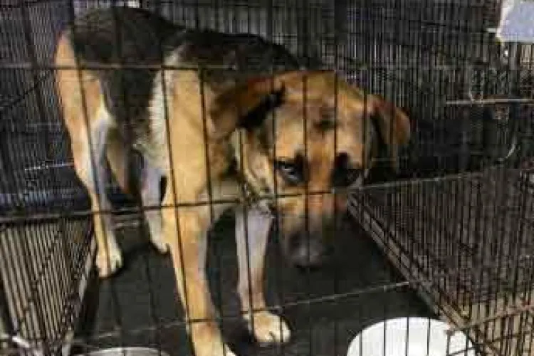 Cluj: Câinii de la Centrul de ecarisaj riscă să înghețe de frig. Sistemul de încălzire s-a stricat de la Crăciun