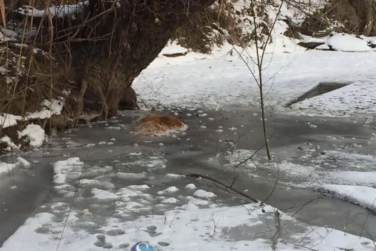 CLUJ: Imagini de groază la Mintiu Gherlii! Mai multe vaci au murit prinse în gheață FOTO