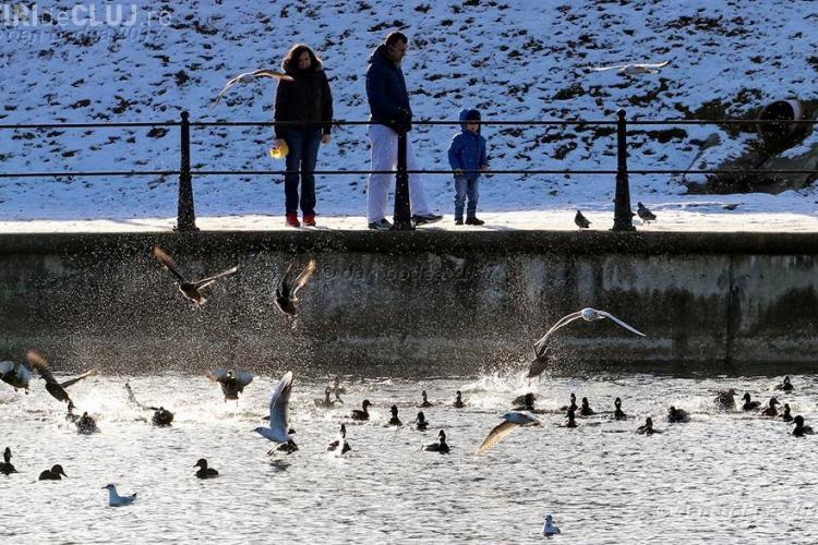 Feerie pe Someș! Sute de păsări s-au adăpostit la Cluj. Pescarii cer, însă, exterminarea cormoranilor - FOTO