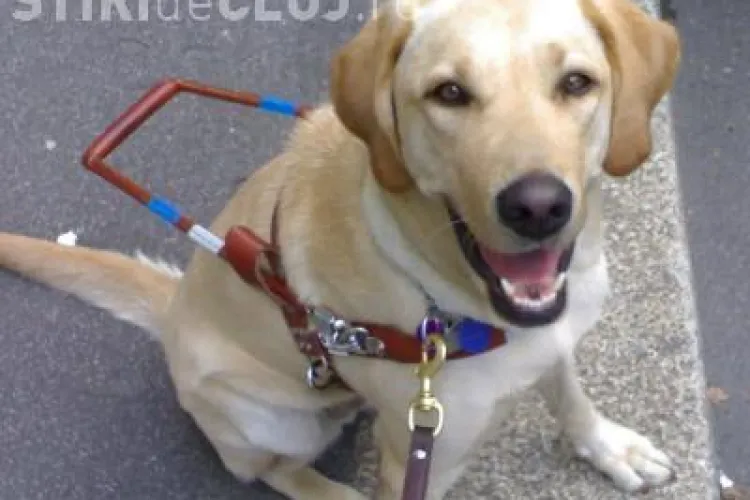 Cluj: Discriminare pentru nevăzători, la Panemar. A fost dată afară de angajate din cauza cățelului însoțitor