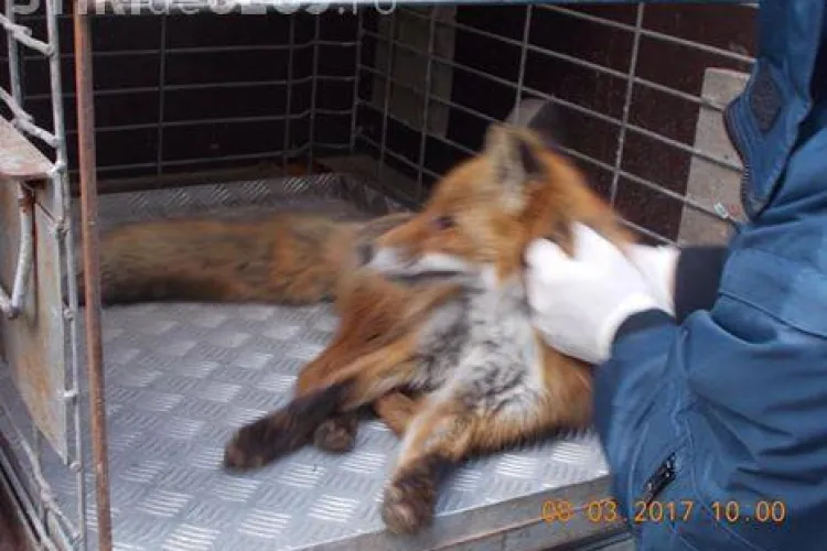 Vulpe salvată de polițiștii locali la Cluj. Alerga speriată pe străzi în Mănăștur FOTO