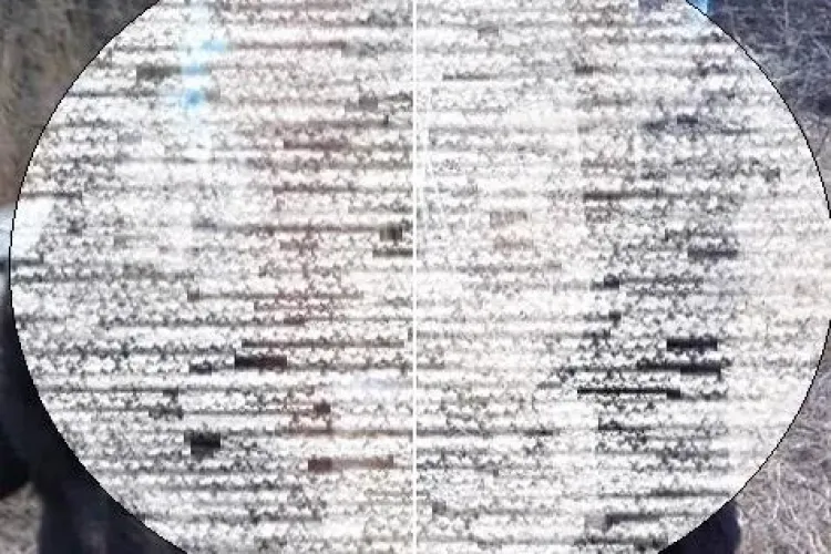 UPDATE Câine spânzurat la Câmpia Turzii, după ce a fost chinuit! Imagini ȘOCANTE/ Făptașul a fost prins