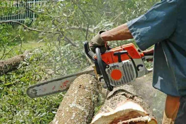 Clujeni puși sub arest la domiciliu pentru furt de arbori. Au tăiat ilegal copaci în valoare de peste 90.000 lei