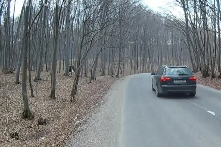 Clujean aproape lovit de mașină în timp ce alerga prin Făget: O să depun plângere la Poliție FOTO/VIDEO