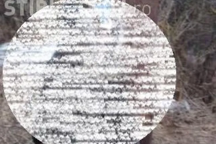 Cine este persoana care a chinuit și spânzurat câinele din Câmpia Turzii. L-a ucis pentru că i-a mâncat câteva găini