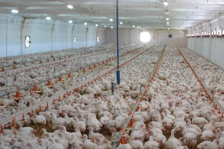 Ferma de pui din Florești ar urma să primească aviz de mediu. Horia Șulea: E un atac la sănătatea a 40.000 de oameni