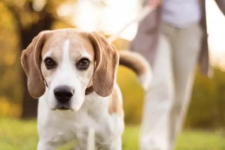 Clujeancă HĂRȚUITĂ de Poliția Locală când își ducea câinii la parcul special amenajat