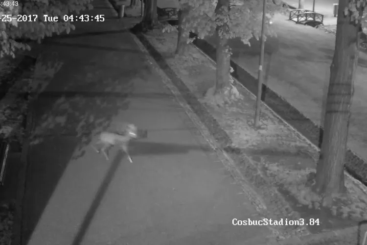 Cluj-Napoca: Un căprior a ajuns în Parcul Central. Nu a reușit tranchilizarea și s-a luat această DECIZIE - VIDEO