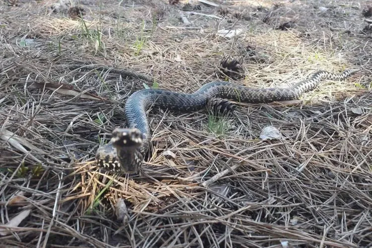 Alertă în Făget. Vipera a mușcat în timpul unei plimbări: Am mai găsit încă 3 - FOTO