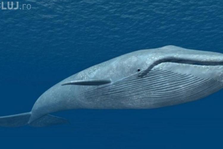 ”Balena Albastră” ia amploare în Romînia. Într-un județ, polițiștii au găsit deja șase copii care au accesat jocul