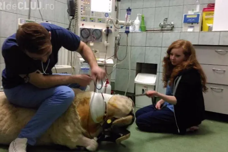 Cluj-Napoca PREMIERĂ: Un berbec de 120 de kg a făcut hemodializă