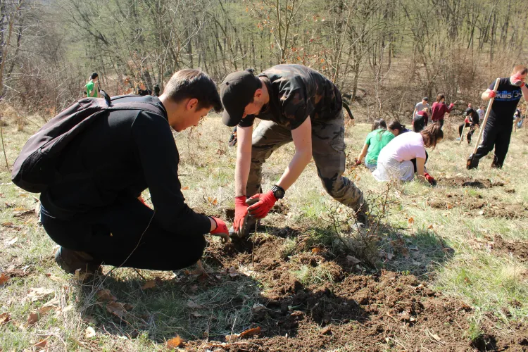 CLUJ: Aproape 1.500 de copaci plantați în weekend la Țaga FOTO