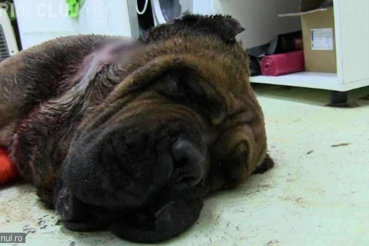 Oameni fără suflet! Un clujean și-a găsit câinele în chinuri, împușcat de multiple ori în gât VIDEO