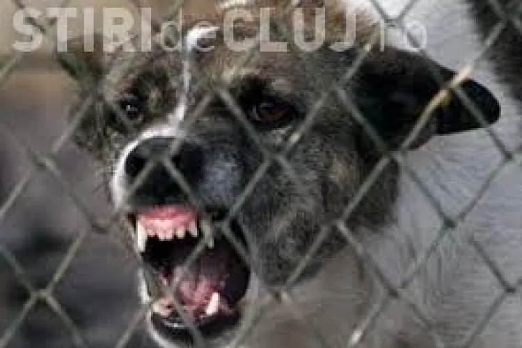 CLUJ: Copil de 8 ani, sfâșiat de câini de pază. Poliția a deschis un dosar penal