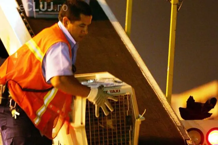 Teroristii au creat "cainii kamikaze", umpluti cu bombe, pe care urmau sa le detoneze in avioane