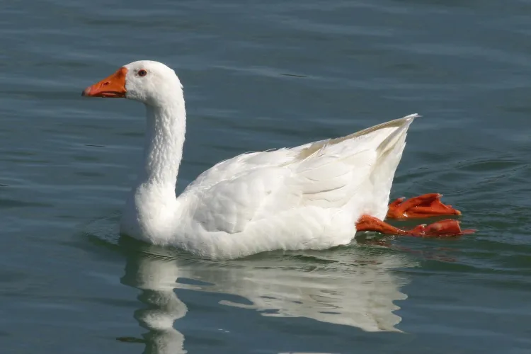 Gripa aviara revine in Romania. Veterinarii au confirmat boala la 20 gaste din Delta Dunarii