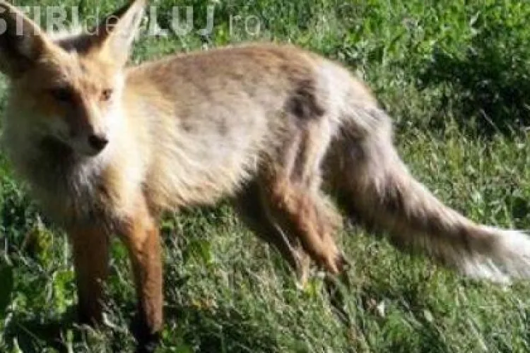 Rabie la Gadalin! 11 persoane au intrat in contact cu animale bolnave