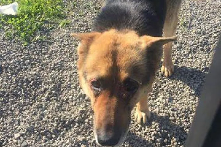 Cățel lăsat singur cu săptămânile. E bolnav și abandonat. O clujeancă l-a sunat pe proprietar, dar DEGEABA - FOTO