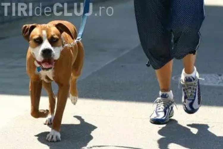 Floreștiul va avea un regulament de deținere a animalelor de companie. Ce amenzi sunt propuse