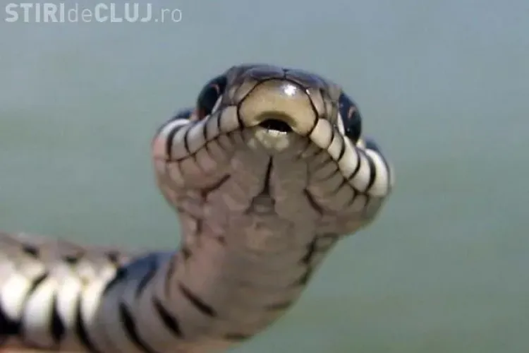 Șarpe de un metru capturat lângă Sala Polivalentă din Cluj