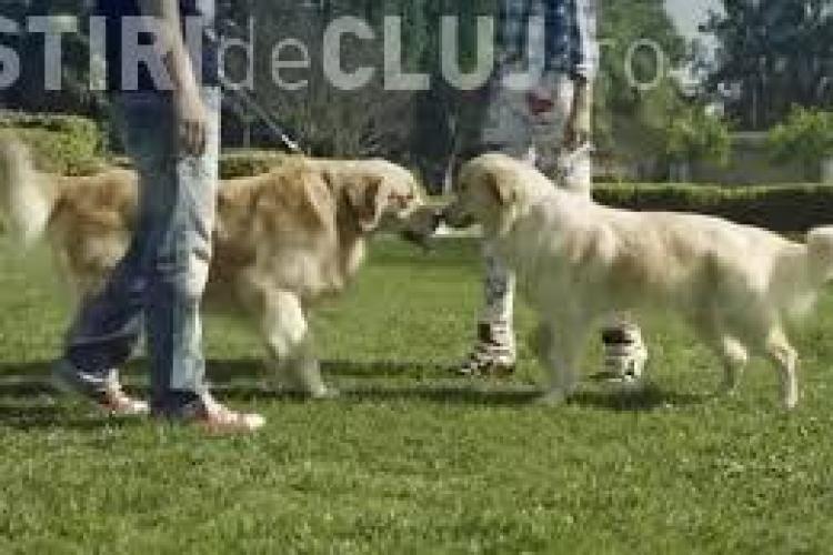 Noi parcuri de joacă pentru câini, la Cluj-Napoca. Vezi unde se află VIDEO